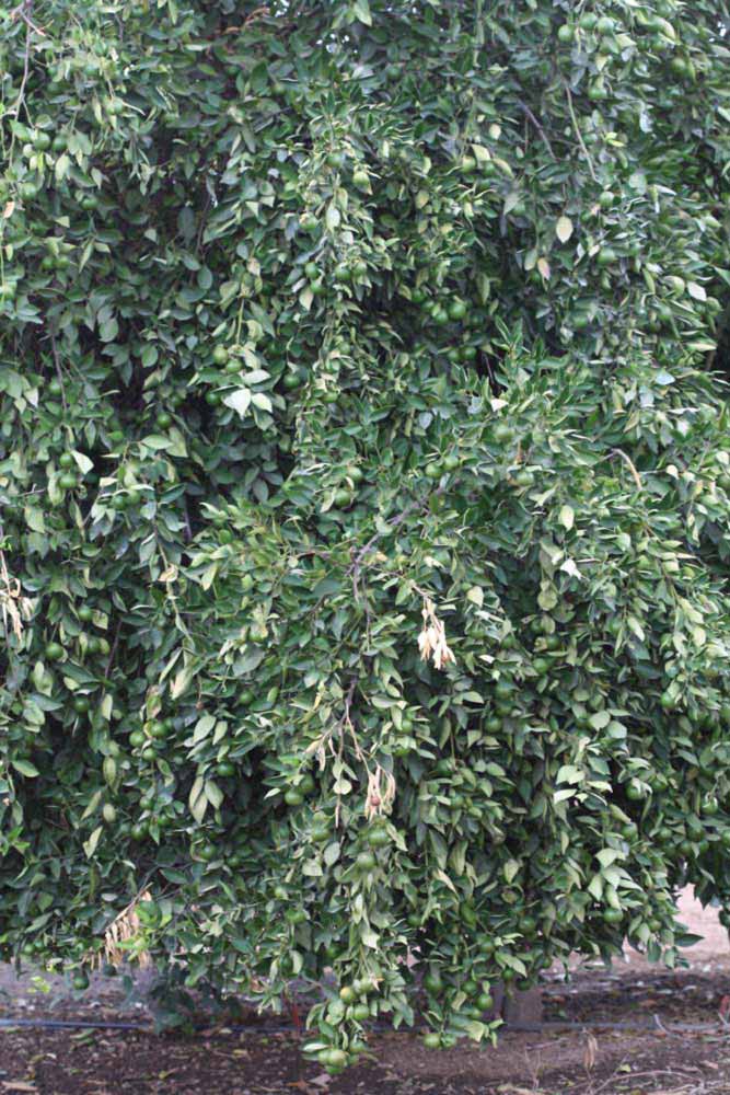            Habit (Riverside, CA)   